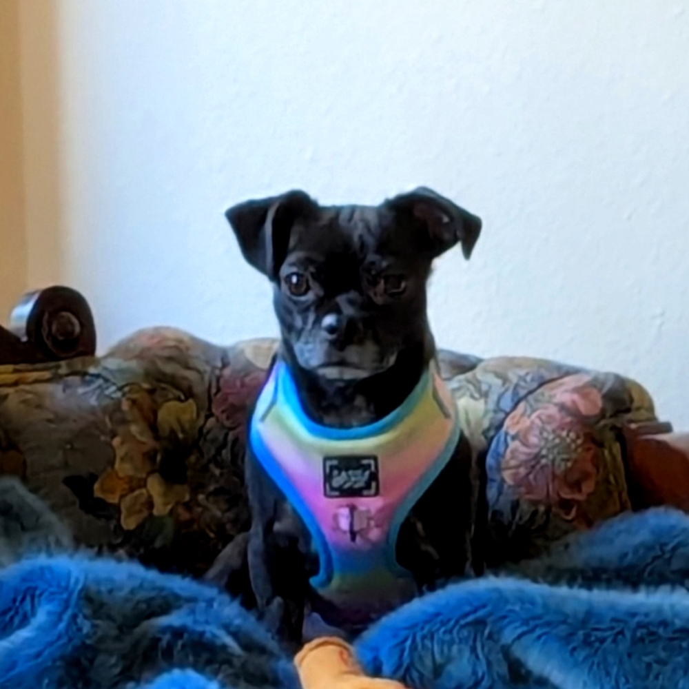 Penelope The "Chug" (not for sale)